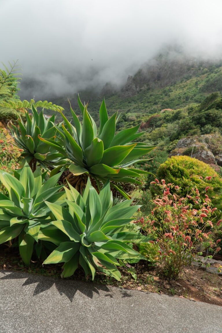 Traditionelle Pflanzen der Ethnobotanik: Von Asien bis Europa A large green plant sitting on top of a lush green hillside